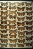 18 x 24 display of Catacolo Under Wing Moths collected in the 1930s.
