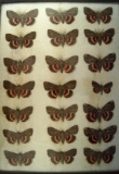 18 x 24 display of 21 species of Catacolo Moths  - netted in the early 1930s that is nicely framed.