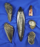 Group of assorted fossils that make a nice display including Megalodon teeth and trilobites.