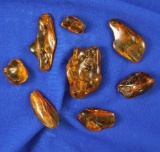 Eight sections of amber with insects-largest is 2