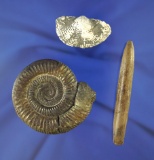 Set of Three Fossils including an Ammonite, Brachoipod and a Belemnite. Largest is 3 5/16