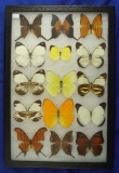 Nice frame group of butterflies from Ecuador that makes a great display.