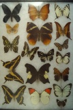 Nice frame group of butterflies  that makes a great display.