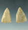 Pair of Mississippian period Triangular arrowheads found in Texas, largest is 1 1/4