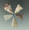 Set of five assorted arrowheads found in Colorado, Montana and Texas. Largest is 1 3/16