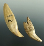 Pair of large Baer teeth, largest is 3 5/8