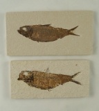 Pair of fossil fish, both are around 4 3/8