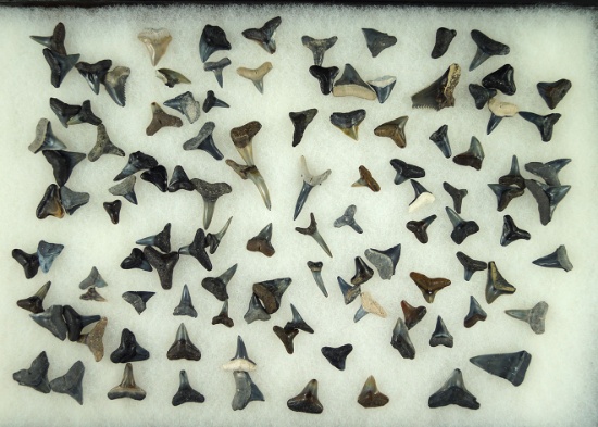 Large group of small sharks teeth, largest is 1". Ex. Dr. Jim Mills.