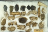 Old framed group from 1960 of artifacts, bone and Shell found that the east Steubenville site.