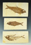 Set of 3 fossil fish. Largest is 4 1/4