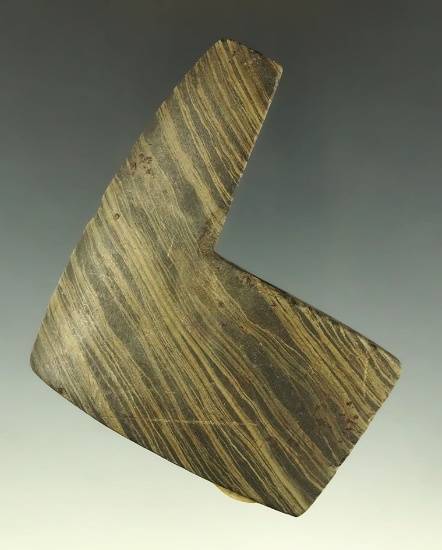 3" Banded Slate Geniculate found in Fulton Co., Ohio. From the Con Foster Museum, Michigan.