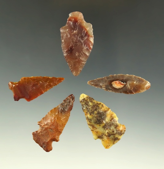 Set of five arrowheads made from quality material found near the Columbia River, largest is 1 1/2".