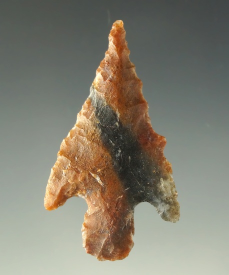 Ex. Museum! 1 11/16" Shumla point made from brown and black Flint found in West Texas.