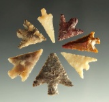 Set of seven Columbia River arrowheads in nice condition found in Washington, largest is 1