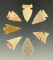 Set of seven arrowheads found in the Plains region, largest is 15/16