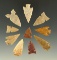 Set of 10 arrowheads found in the Plains region, largest is 1 1/8