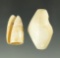 Pair of drilled shell ornaments – age and cultural affiliation unknown. Largest is 1 1/2