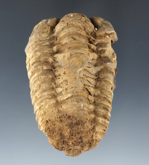 2 3/4" fossil trilobite that makes a nice display item.