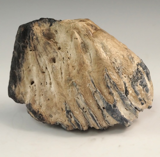 5 7/8" fossil mammoth tooth in nice condition. Found in Venice Florida.