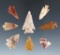 Set of eight assorted Colorado arrowheads, largest is 1 3/8