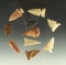 Set of 10 High Plains arrowheads in very good condition, largest is 1 1/16