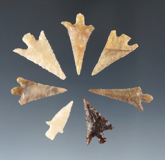 7 attractive Columbia River arrowheads all found by Kaye Don Bruce near the Columbia River.