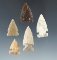 Set of five assorted arrowheads found in North Dakota, largest is 1 3/8
