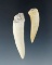 Pair of fossilized Giant Herring teeth - Largest is 2 7/16