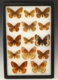 Framed group of assorted beautiful Butterflies.