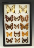 Framed group of assorted beautiful Butterflies.