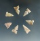 Set of seven sidenotch arrowheads found near the Washita River in Oklahoma, largest is 3/4