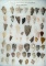 Large group of approximately 60 Flint artifacts collected by Kaye Don Bruce, SW Texas area.