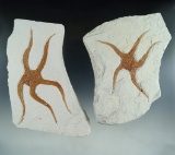 Pair of Fossil Starfish from Morocco, largest is 5 1/2