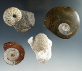 Set of four fossils, largest is 2 1/2