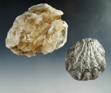 Pair of fossils, largest is 3 1/4