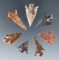 Set of seven Columbia River arrowheads, largest is 1 1/8