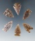 Set of six Knife  River Flint arrowheads found in the Dakotas, largest is 1 1/4