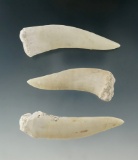 Set of 3 of giant Herring teeth fossils (front jaw fangs) from the Enchodus Age, largest is 2 3/8