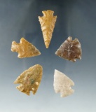 Group of five nice High Plains arrowheads, largest is 1 3/8