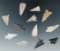 Group of 12 assorted arrowheads found near the Columbia River, largest is 1 1/8