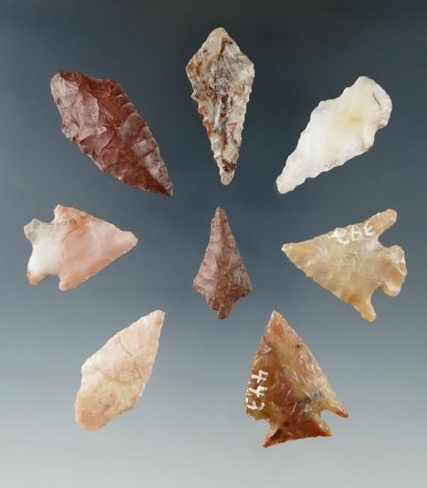 Set of eight arrowheads found near Quilomene Bar, Columbia River. Largest is 1 7/16".