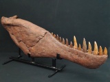 Great Fossil/Display! Jaw/teeth from a Carcharodontosaurus Dinosaur. Jaw recreated.