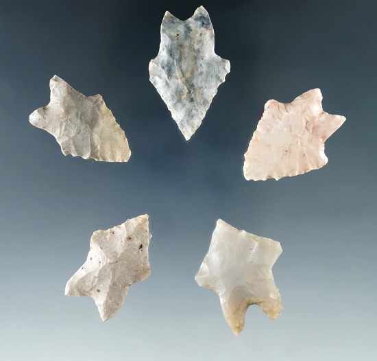 Set of five Bifurcates with burinated bases found in Ohio. Largest is 1 1/8".