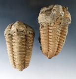 Pair of trilobite fossils, largest is 3 5/16