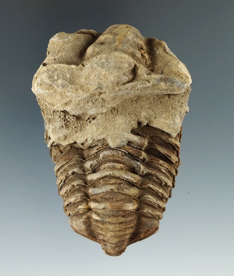 3 1/8" Trilobite Fossil.