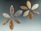 Set of 12  African Neolithic leaf points found in the northern Sahara desert region of Africa.