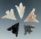 Set of five Columbia River arrowheads, largest is 13/16