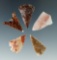 Set of five colorful arrowheads found near the Columbia River, largest is 1