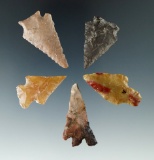 Set of five assorted Columbia River arrowheads, largest is 1 3/8