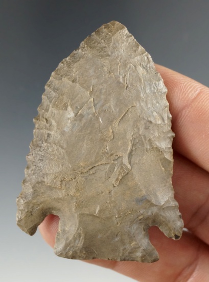 Excellent serrations on this 2 1/2" Archaic Cornernotch found in Coshocton Co., Ohio.